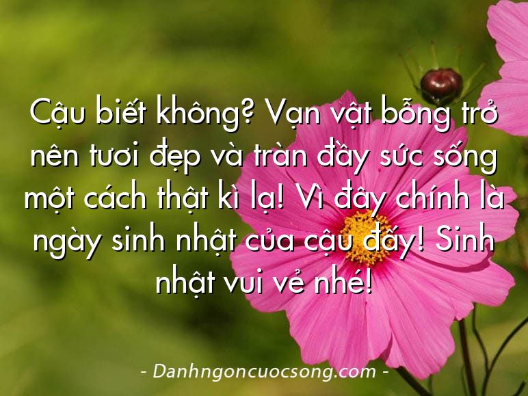 Cậu biết không? Vạn vật bỗng trở nên tươi đẹp và tràn đầy sức sống một cách thật kì lạ! Vì đây chính là ngày sinh nhật của cậu đấy! Sinh nhật vui vẻ nhé!