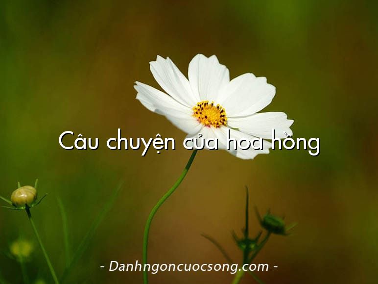 Câu chuyện của hoa hồng
