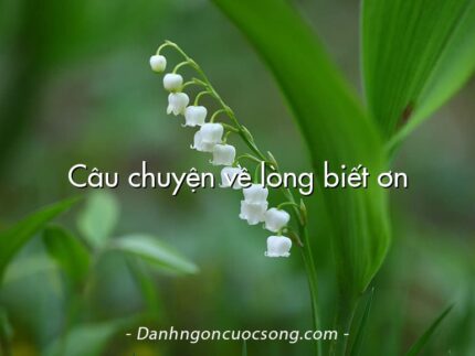 Câu chuyện về lòng biết ơn