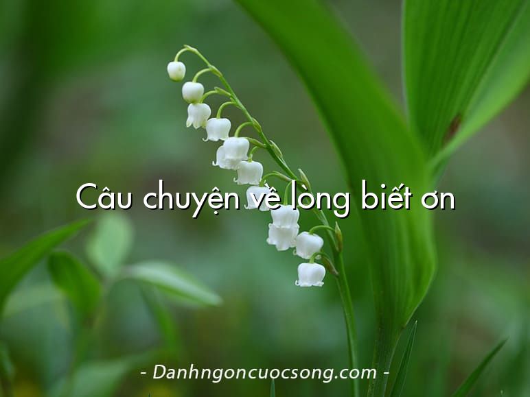 Câu chuyện về lòng biết ơn