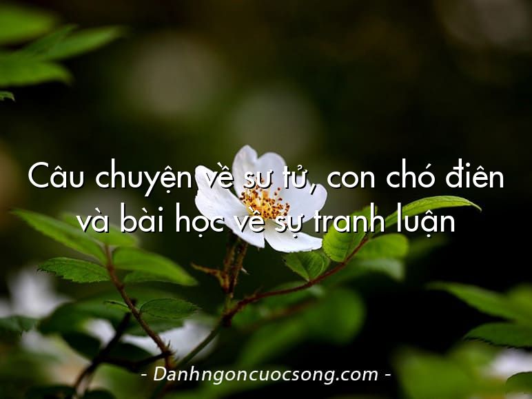 Câu chuyện về sư tử, con chó điên và bài học về sự tranh luận