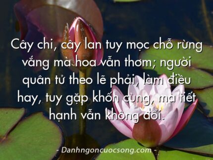 Cây chi, cây lan tuy mọc chỗ rừng vắng mà hoa vẫn thơm; người quân tử theo lẽ phải, làm điều hay, tuy gặp khốn cùng, mà tiết hạnh vẫn không đổi.