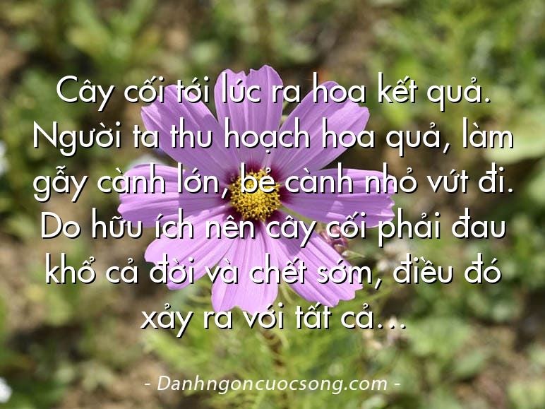 Cây cối tới lúc ra hoa kết quả. Người ta thu hoạch hoa quả, làm gẫy cành lớn, bẻ cành nhỏ vứt đi. Do hữu ích nên cây cối phải đau khổ cả đời và chết sớm, điều đó xảy ra với tất cả…
