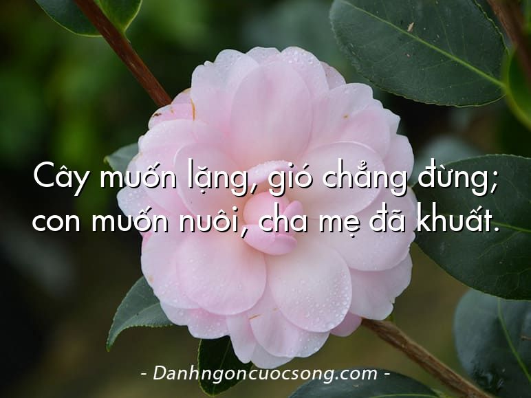 Cây muốn lặng, gió chẳng đừng; con muốn nuôi, cha mẹ đã khuất.