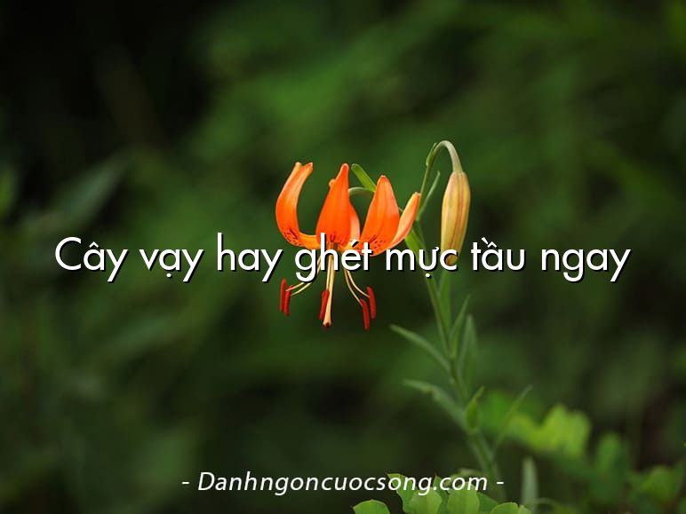 Cây vạy hay ghét mực tầu ngay