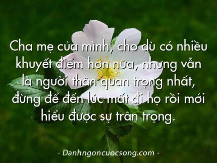 Cha mẹ của mình, cho dù có nhiều khuyết điểm hơn nữa, nhưng vẫn là người thân quan trọng nhất, đừng để đến lúc mất đi họ rồi mới hiểu được sự trân trọng.