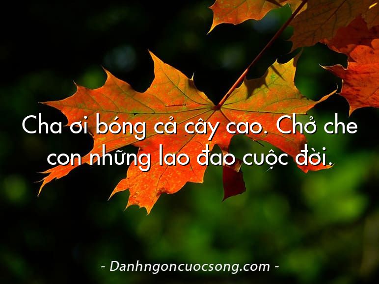 Cha ơi bóng cả cây cao. Chở che con những lao đao cuộc đời.