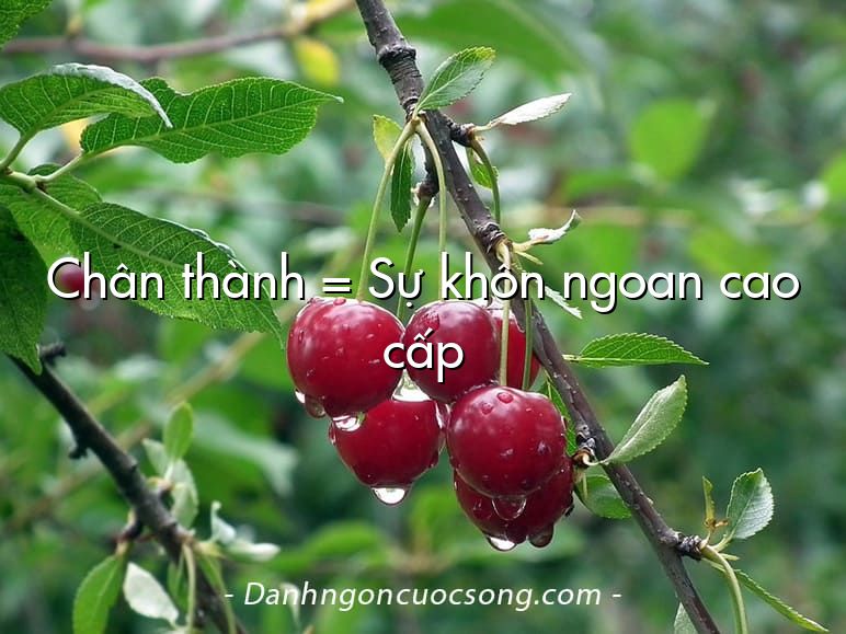 Chân thành = Sự khôn ngoan cao cấp