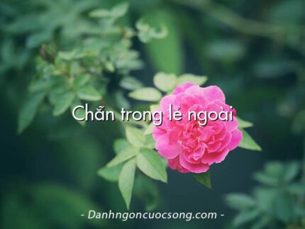 Chẵn trong lẻ ngoài
