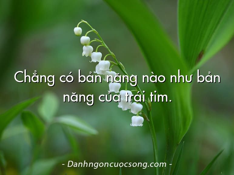 Chẳng có bản năng nào như bản năng của trái tim.