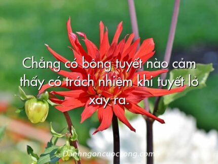 Chẳng có bông tuyết nào cảm thấy có trách nhiệm khi tuyết lở xảy ra.