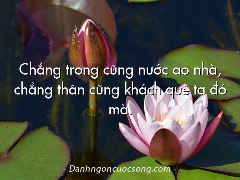 Chẳng trong cũng nước ao nhà, chẳng thân cũng khách quê ta đó mà.