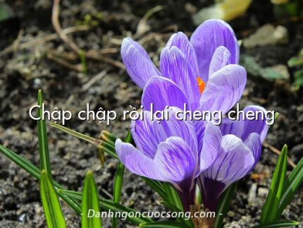 Chập chập rồi lại cheng cheng