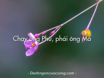 Chạy ông Phù, phải ông Mã