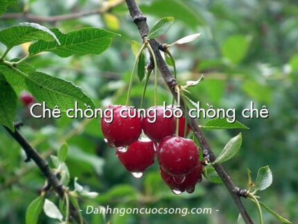Chê chồng cũng bõ chồng chê