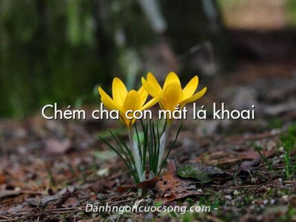 Chém cha con mắt lá khoai