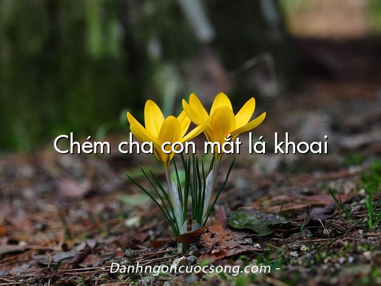 Chém cha con mắt lá khoai