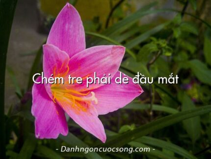 Chém tre phải dè đầu mắt