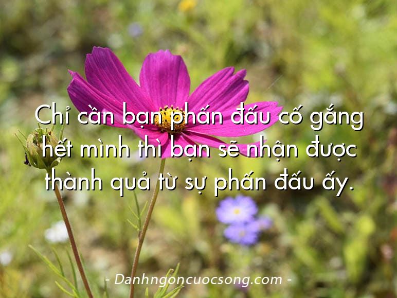 Chỉ cần bạn phấn đấu cố gắng hết mình thì bạn sẽ nhận được thành quả từ sự phấn đấu ấy.
