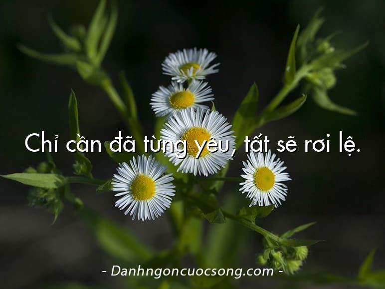Chỉ cần đã từng yêu, tất sẽ rơi lệ.