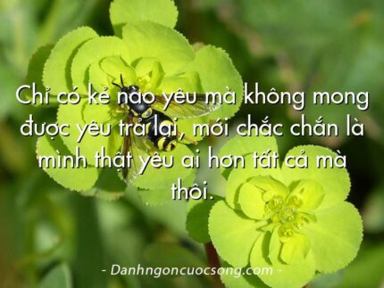 Chỉ có kẻ nào yêu mà không mong được yêu trả lại, mới chắc chắn là mình thật yêu ai hơn tất cả mà thôi.