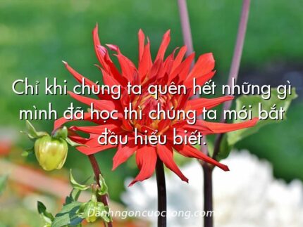 Chỉ khi chúng ta quên hết những gì mình đã học thì chúng ta mới bắt đầu hiểu biết.