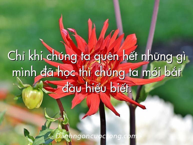 Chỉ khi chúng ta quên hết những gì mình đã học thì chúng ta mới bắt đầu hiểu biết.