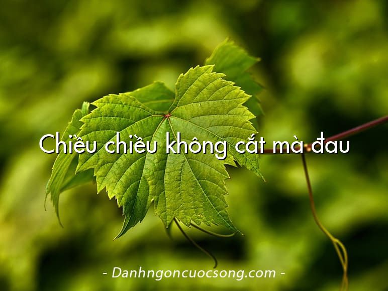 Chiều chiều không cắt mà đau