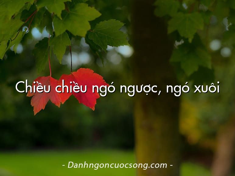 Chiều chiều ngó ngược, ngó xuôi