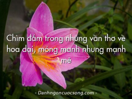 Chìm đắm trong những vần thơ về hoa dại, mỏng manh nhưng mạnh mẽ