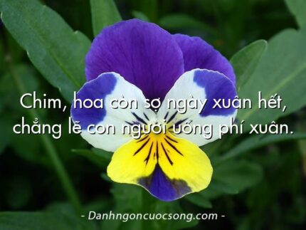 Chim, hoa còn sợ ngày xuân hết, chẳng lẽ con người uổng phí xuân.