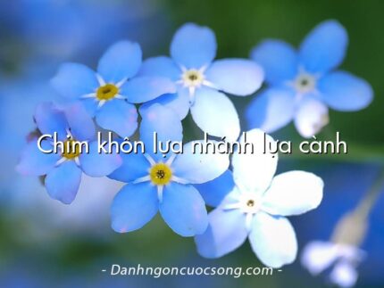 Chim khôn lựa nhánh lựa cành