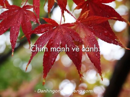 Chim mạnh về cánh.