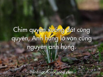 Chim quyên xuống đất cũng quyên, Anh hùng lỡ vận cũng nguyên anh hùng.