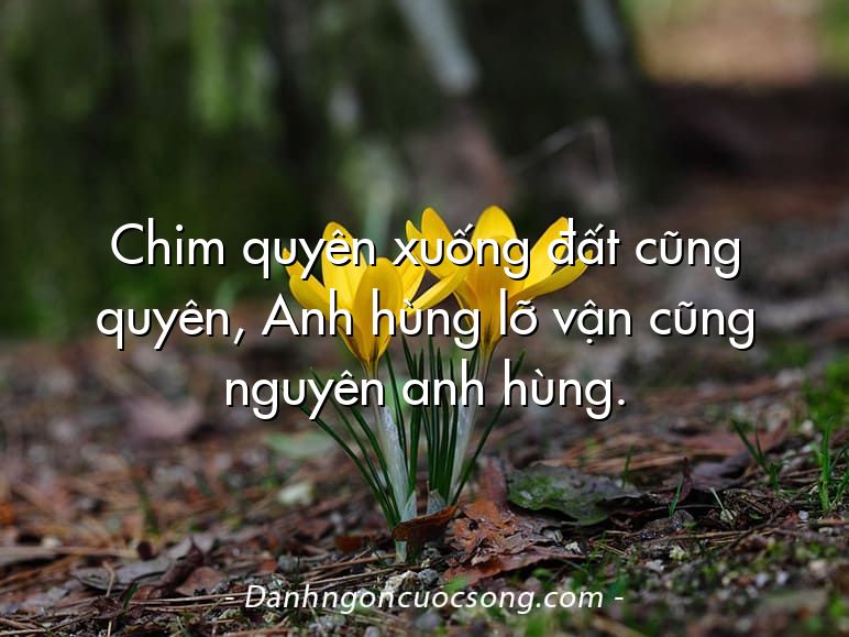 Chim quyên xuống đất cũng quyên, Anh hùng lỡ vận cũng nguyên anh hùng.