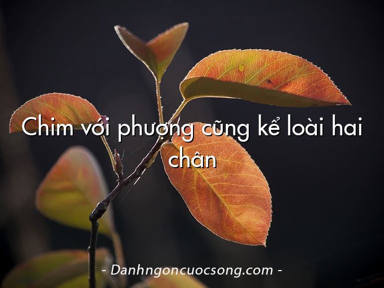Chim với phượng cũng kể loài hai chân