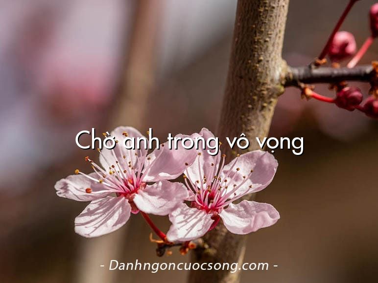 Chờ anh trong vô vọng