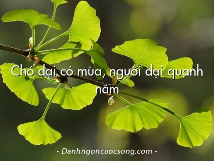Chó dại có mùa, người dại quanh năm