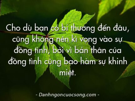 Cho dù bạn có bi thương đến đâu, cũng không nên kì vọng vào sự đồng tình, bởi vì bản thân của đồng tình cũng bao hàm sự khinh miệt.