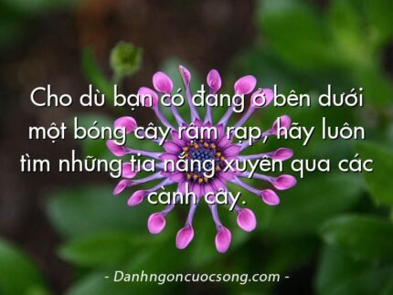 Cho dù bạn có đang ở bên dưới một bóng cây rậm rạp, hãy luôn tìm những tia nắng xuyên qua các cành cây.