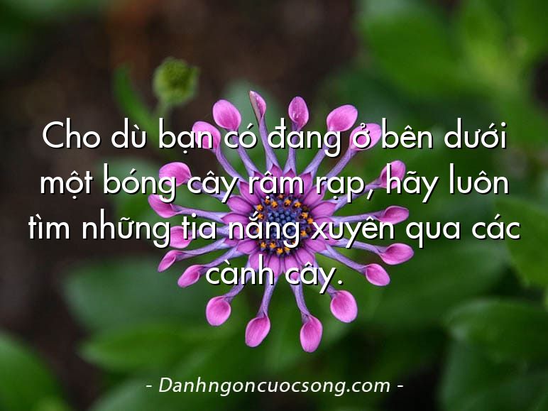 Cho dù bạn có đang ở bên dưới một bóng cây rậm rạp, hãy luôn tìm những tia nắng xuyên qua các cành cây.
