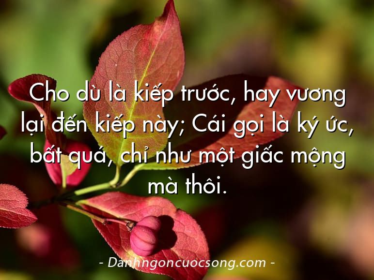 Cho dù là kiếp trước, hay vương lại đến kiếp này; Cái gọi là ký ức, bất quá, chỉ như một giấc mộng mà thôi.