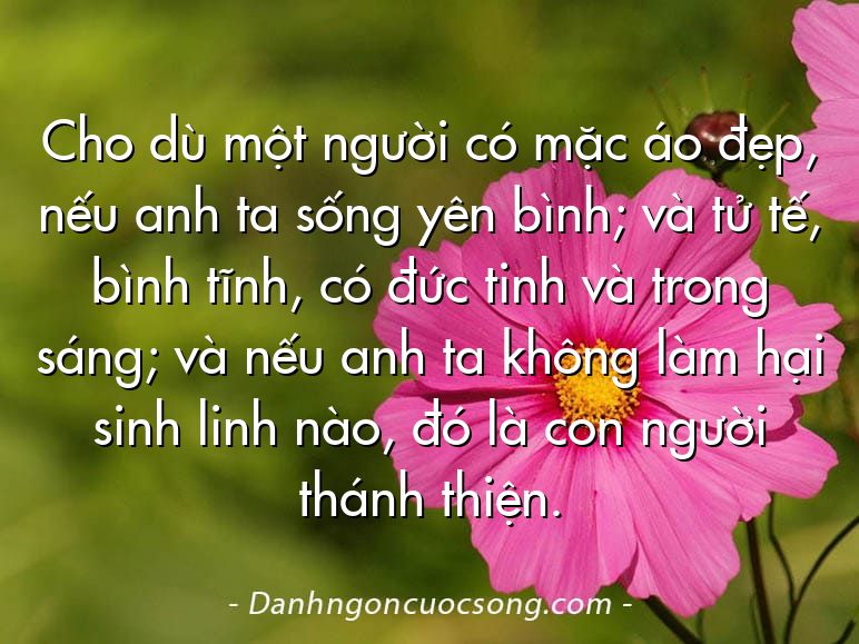 Cho dù một người có mặc áo đẹp, nếu anh ta sống yên bình; và tử tế, bình tĩnh, có đức tinh và trong sáng; và nếu anh ta không làm hại sinh linh nào, đó là con người thánh thiện.