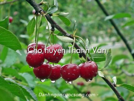 Chợ huyện Thanh Vân