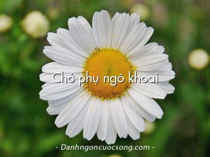 Chớ phụ ngô khoai