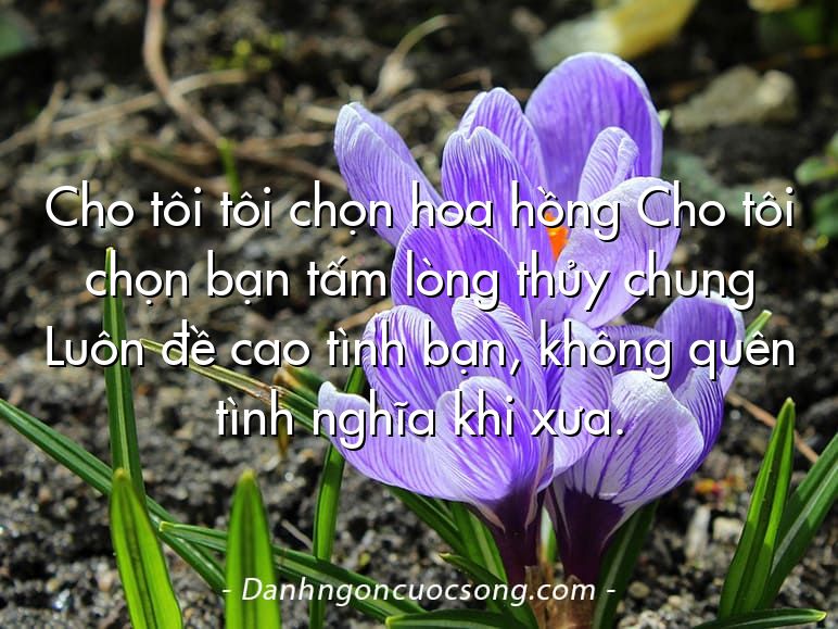 Cho tôi tôi chọn hoa hồng Cho tôi chọn bạn tấm lòng thủy chung Luôn đề cao tình bạn, không quên tình nghĩa khi xưa.