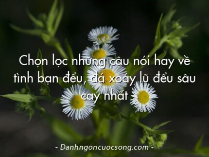 Chọn lọc những câu nói hay về tình bạn đểu, đá xoáy lũ đểu sâu cay nhất