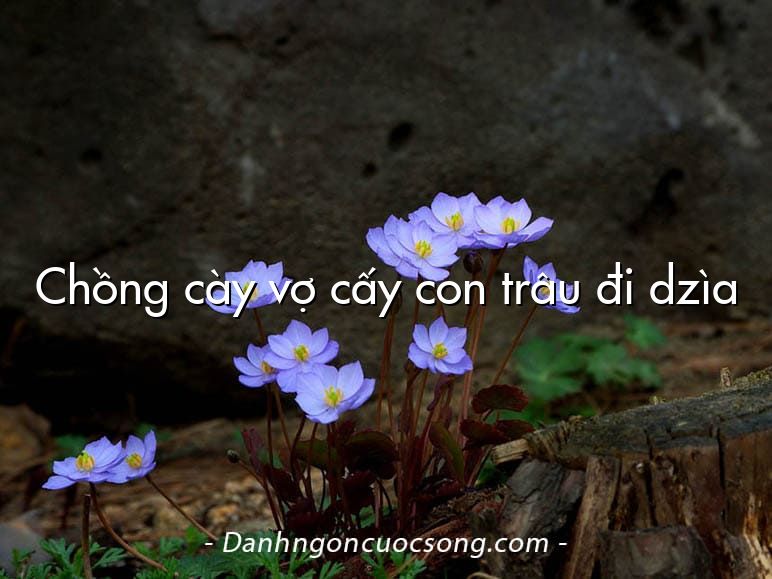 Chồng cày vợ cấy con trâu đi dzìa