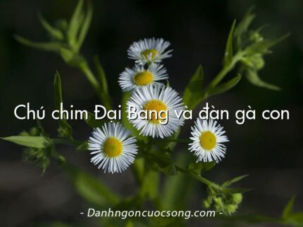 Chú chim Đại Bàng và đàn gà con