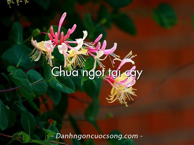 Chua ngọt tại cây